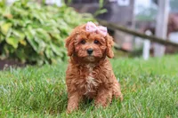 Addy, a female Cavapoo for sale in Sugarcreek, OH – 6 of 10