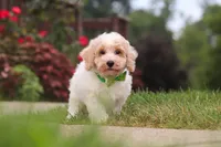 Benji, a male Bichpoo for sale in Sugarcreek, OH – 4 of 10