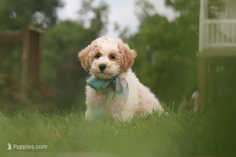 Leo – Bichpoo puppy for sale in Sugarcreek, OH