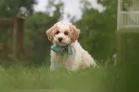 Leo, a male Bichpoo for sale in Sugarcreek, OH – 1 of 10