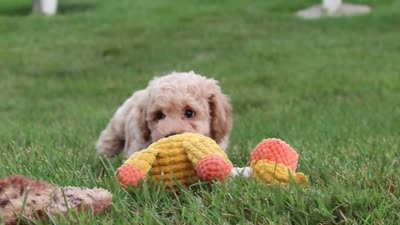 Brady, a male Bichpoo for sale in Sugarcreek, OH – 6 of 6