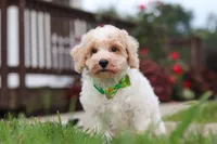 Benji, a male Bichpoo for sale in Sugarcreek, OH – 7 of 10