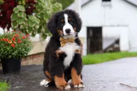 Kory, a male Bernese Mountain Dog for sale in Sugarcreek, OH – 5 of 9