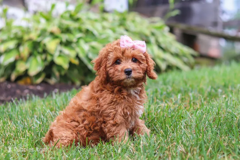 Addy – Cavapoo puppy for sale in Sugarcreek, OH