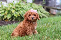 Addy, a female Cavapoo for sale in Sugarcreek, OH – 1 of 10