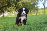 Kory, a male Bernese Mountain Dog for sale in Sugarcreek, OH – 6 of 10