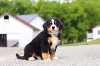 Cody, a male Bernese Mountain Dog for sale in Sugarcreek, OH – 6 of 9