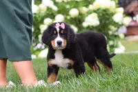 Marcy, a female Bernese Mountain Dog for sale in Sugarcreek, OH – 10 of 10