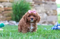 Sophie, a female Cavapoo for sale in Sugarcreek, OH – 4 of 6