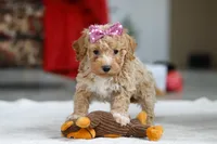 Remi, a female Bichon Frise for sale in Sugarcreek, OH – Photo 8 of 8