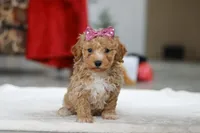 Remi, a female Bichon Frise for sale in Sugarcreek, OH – Photo 1 of 8