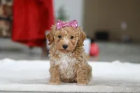 Remi, a female Bichon Frise for sale in Sugarcreek, OH – Photo 2 of 8