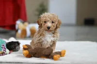 Remi, a female Bichon Frise for sale in Sugarcreek, OH – Photo 3 of 8