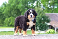 Cody, a male Bernese Mountain Dog for sale in Sugarcreek, OH – 2 of 9