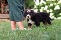 Marcy, a female Bernese Mountain Dog for sale in Sugarcreek, OH – 8 of 10