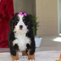 Lexi, a female Bernese Mountain Dog for sale in Sugarcreek, OH – Photo 7 of 10