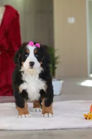 Lexi, a female Bernese Mountain Dog for sale in Sugarcreek, OH – Photo 7 of 10