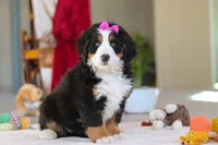 Lexi, a female Bernese Mountain Dog for sale in Sugarcreek, OH – Photo 2 of 10