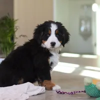 Lexi, a female Bernese Mountain Dog for sale in Sugarcreek, OH – Photo 6 of 10