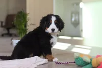 Lexi, a female Bernese Mountain Dog for sale in Sugarcreek, OH – Photo 6 of 10