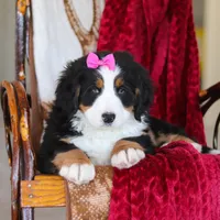 Lexi, a female Bernese Mountain Dog for sale in Sugarcreek, OH – Photo 10 of 10