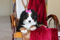 Lexi, a female Bernese Mountain Dog for sale in Sugarcreek, OH – Photo 10 of 10