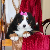 Lexi, a female Bernese Mountain Dog for sale in Sugarcreek, OH – Photo 9 of 10