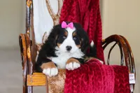 Lexi, a female Bernese Mountain Dog for sale in Sugarcreek, OH – Photo 9 of 10