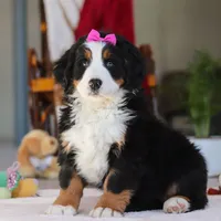 Lexi, a female Bernese Mountain Dog for sale in Sugarcreek, OH – Photo 1 of 10