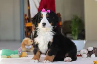 Lexi, a female Bernese Mountain Dog for sale in Sugarcreek, OH – Photo 1 of 10