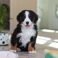 Lexi, a female Bernese Mountain Dog for sale in Sugarcreek, OH – Photo 8 of 10