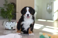 Lexi, a female Bernese Mountain Dog for sale in Sugarcreek, OH – Photo 8 of 10