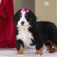 Lexi, a female Bernese Mountain Dog for sale in Sugarcreek, OH – Photo 4 of 10