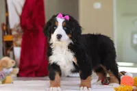 Lexi, a female Bernese Mountain Dog for sale in Sugarcreek, OH – Photo 4 of 10