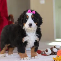 Lexi, a female Bernese Mountain Dog for sale in Sugarcreek, OH – Photo 5 of 10