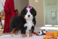 Lexi, a female Bernese Mountain Dog for sale in Sugarcreek, OH – Photo 5 of 10