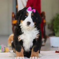 Lexi, a female Bernese Mountain Dog for sale in Sugarcreek, OH – Photo 3 of 10
