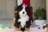 Lexi, a female Bernese Mountain Dog for sale in Sugarcreek, OH – Photo 3 of 10