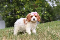 Olivia, a female Cavapoo for sale in Sugarcreek, OH – 5 of 7