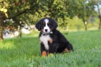 Kory, a male Bernese Mountain Dog for sale in Sugarcreek, OH – 5 of 10