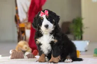 Bailey, a female Bernese Mountain Dog for sale in Sugarcreek, OH – Photo 3 of 10