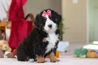 Bailey, a female Bernese Mountain Dog for sale in Sugarcreek, OH – Photo 5 of 10