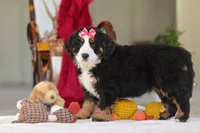 Bailey, a female Bernese Mountain Dog for sale in Sugarcreek, OH – Photo 6 of 10