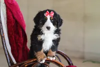 Bailey, a female Bernese Mountain Dog for sale in Sugarcreek, OH – Photo 10 of 10
