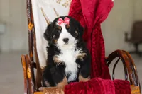 Bailey, a female Bernese Mountain Dog for sale in Sugarcreek, OH – Photo 9 of 10