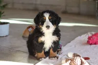 Bailey, a female Bernese Mountain Dog for sale in Sugarcreek, OH – Photo 2 of 10