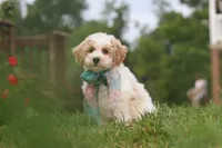 Leo, a male Bichpoo for sale in Sugarcreek, OH – 5 of 10