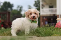 Benji, a male Bichpoo for sale in Sugarcreek, OH – 6 of 10