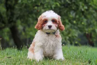 Asher, a male Cavapoo for sale in Sugarcreek, OH – 5 of 10