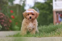 Mia, a female Bichpoo for sale in Sugarcreek, OH – 4 of 10